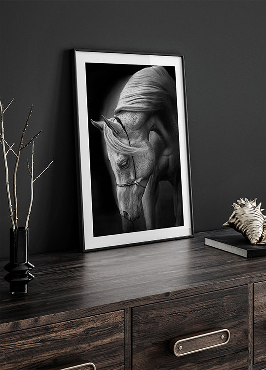 Póster garanhão branco