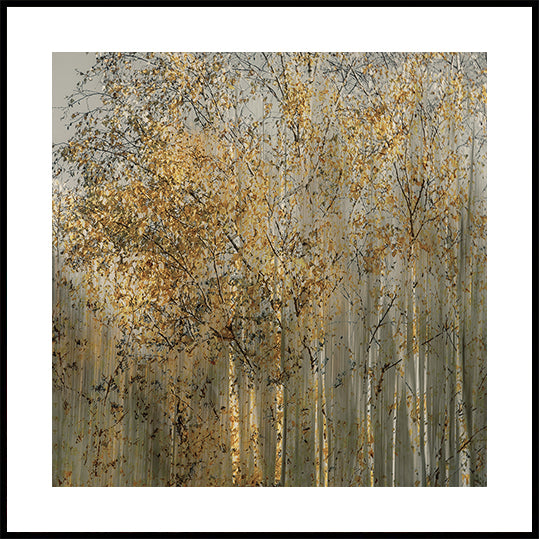 Birch impression Plakat - Posterbox