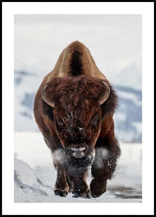 Bison Incoming Plakat - Posterbox