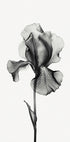 Abstract Iris Plakat - Posterbox.dk