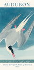 Arctic Tern from Birds of America Audubon Plakat - Posterbox.dk