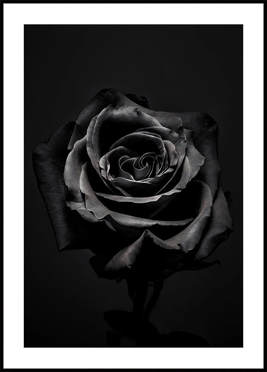 Black Rose Plakat - Posterbox.dk