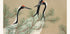 Cranes by Kamisaka Sekka Plakat - Posterbox.dk