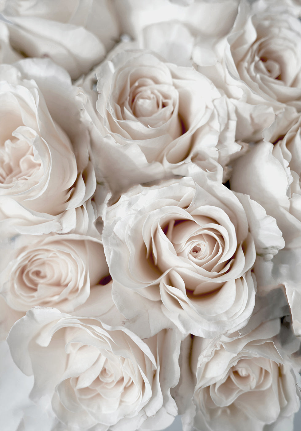 Elegant White Rose Bouquet Plakat - Posterbox.dk