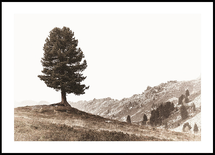 Lone Swiss Pine in the Alps Plakat - Posterbox.dk