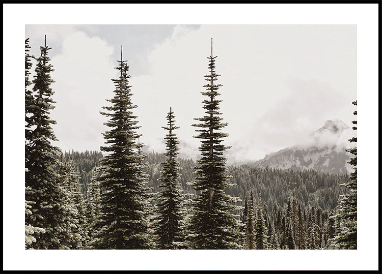 Majestic Fir Trees in the Mountains Plakat - Posterbox.dk