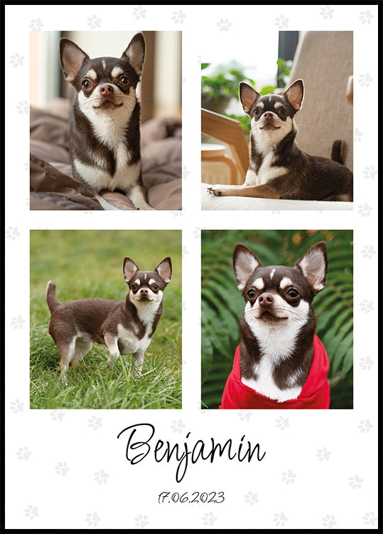 Equipa de Colagem de Fotografias de Animais - Posterbox