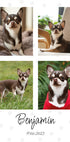 Equipa de Colagem de Fotografias de Animais - Posterbox