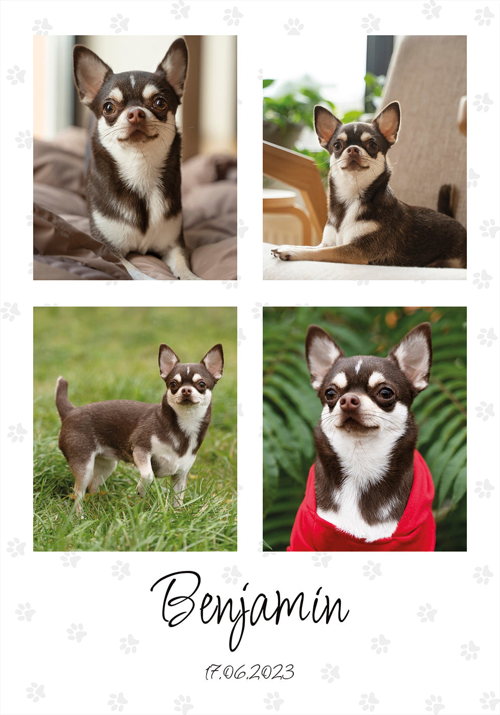 Equipa de Colagem de Fotografias de Animais - Posterbox
