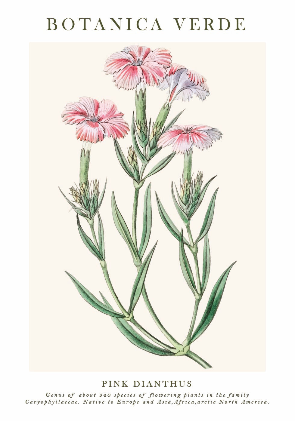 Pink Dianthus Botanical Plakat - Posterbox.dk