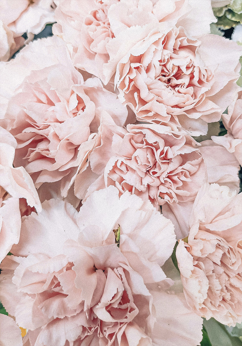 Pink Peony Bloom Plakat - Posterbox.dk