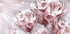 Tender Pink Tulips Plakat - Posterbox.dk