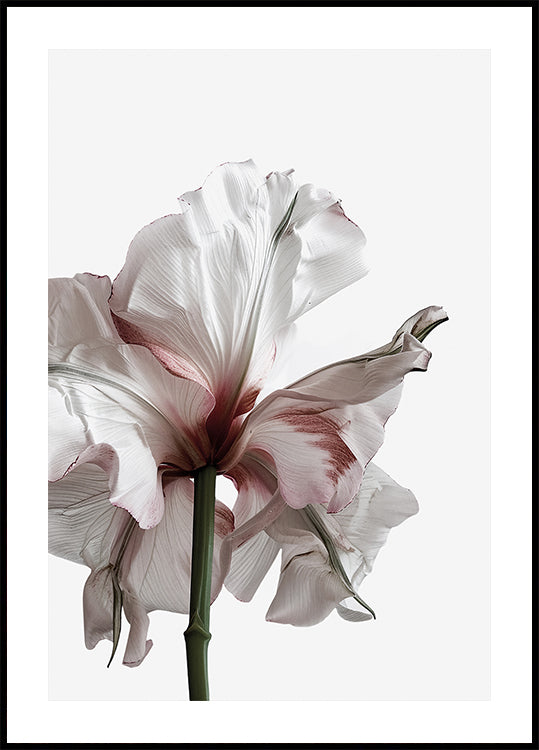 Wilting Beauty: A Drying Flower Plakat - Posterbox.dk