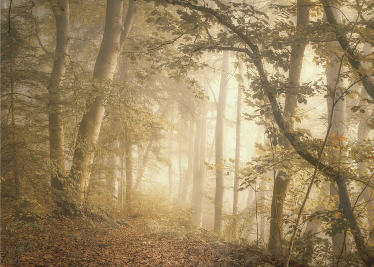 Luz da Floresta