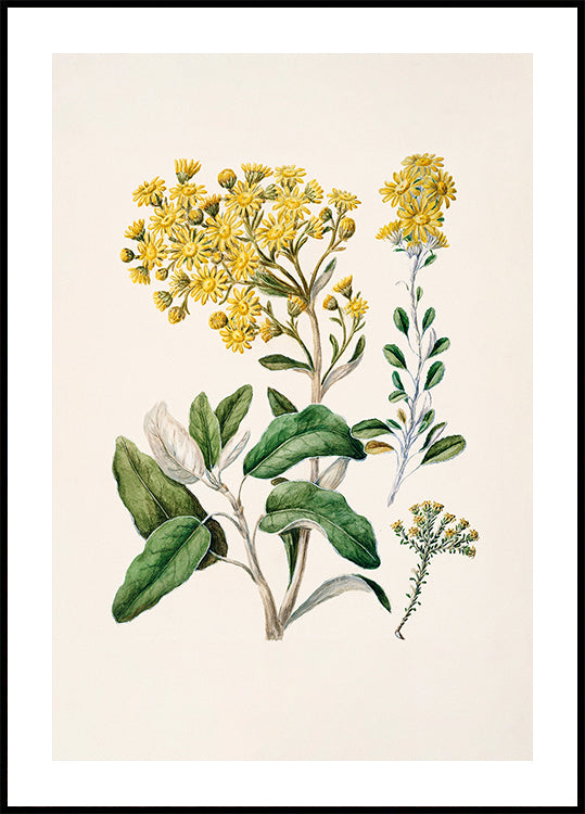 Uma ilustração botânica representando uma variedade de flores amarelas e folhas verdes contra um fundo claro.