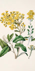 A imagem é uma ilustração botânica com uma variedade de flores amarelas e folhas verdes.