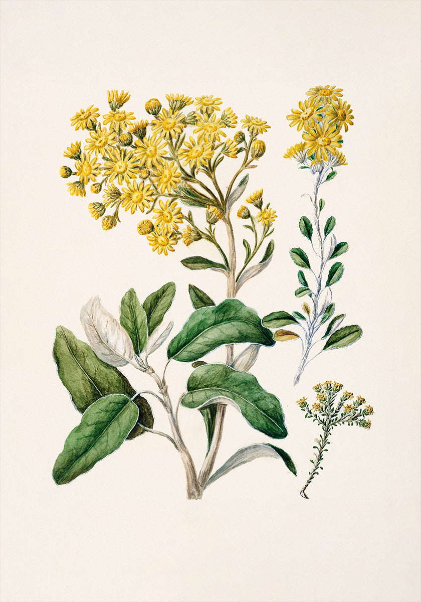 A imagem é uma ilustração botânica com uma variedade de flores amarelas e folhas verdes.