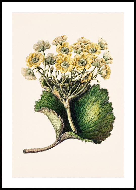 Korikor Drawn By Sarah Featon (1848–1927 (NEW) - Posterbox
