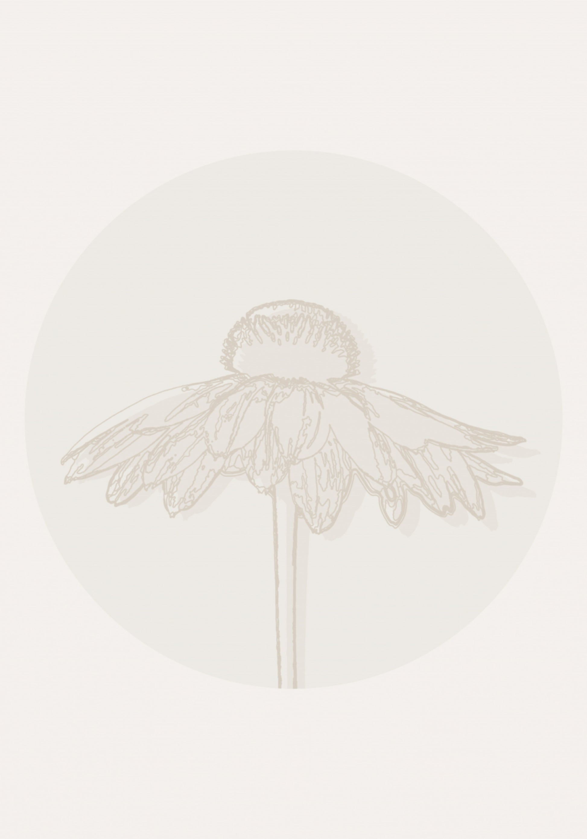 Flor Coneflower Minimalista