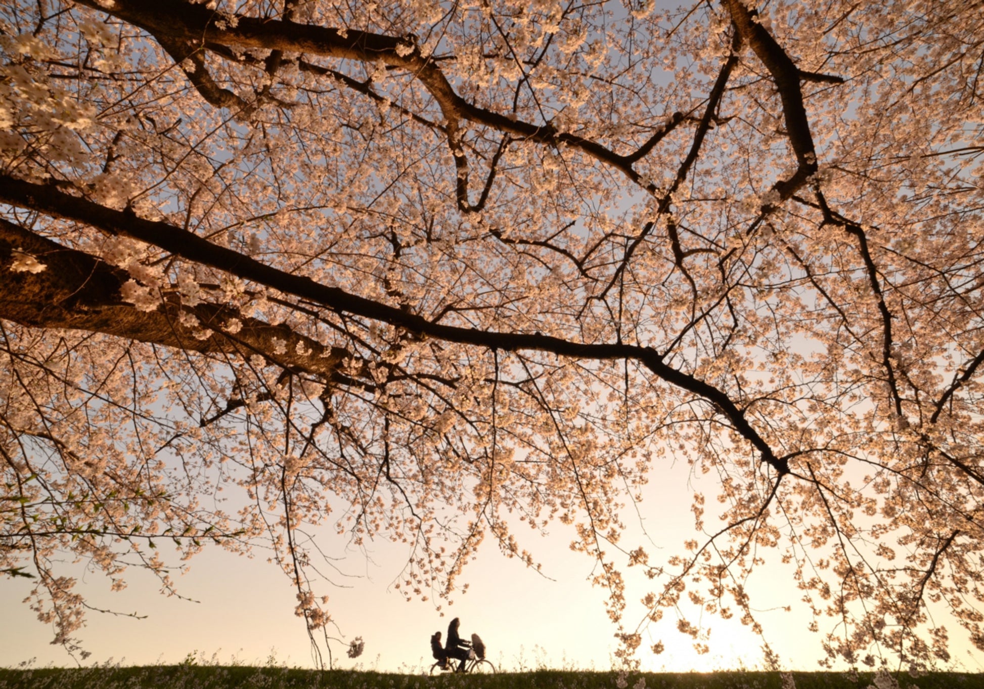 Passeio ao pôr do sol em flores de cerejeira