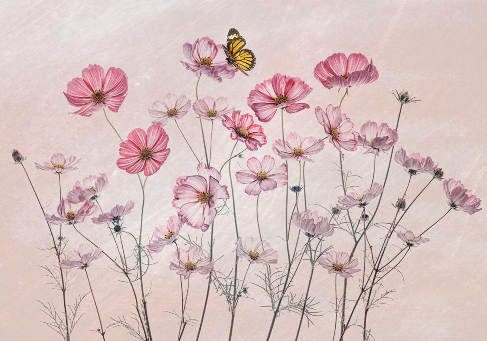 Borboleta Cosmos Rosa