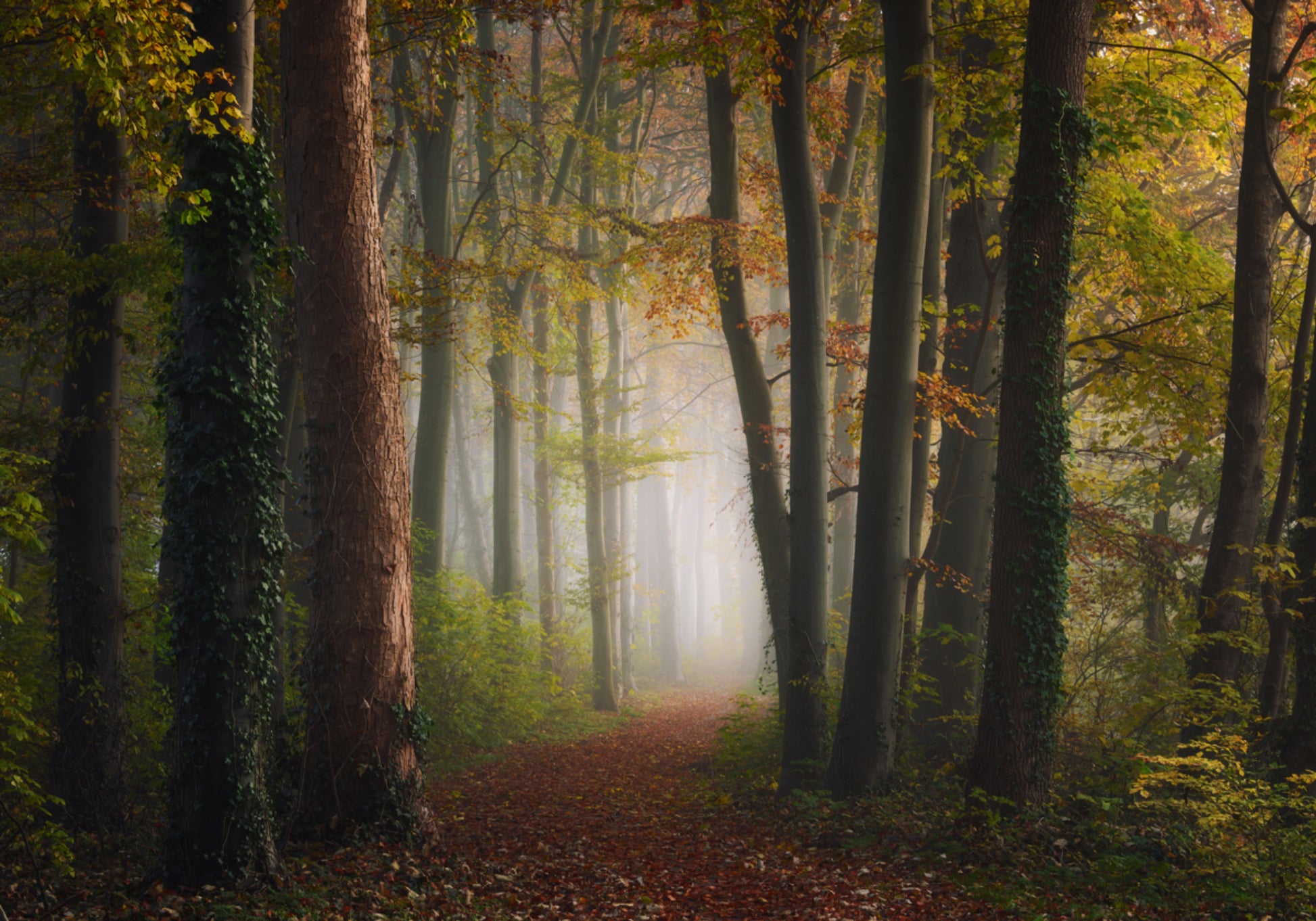 Caminho da floresta de outono enevoado
