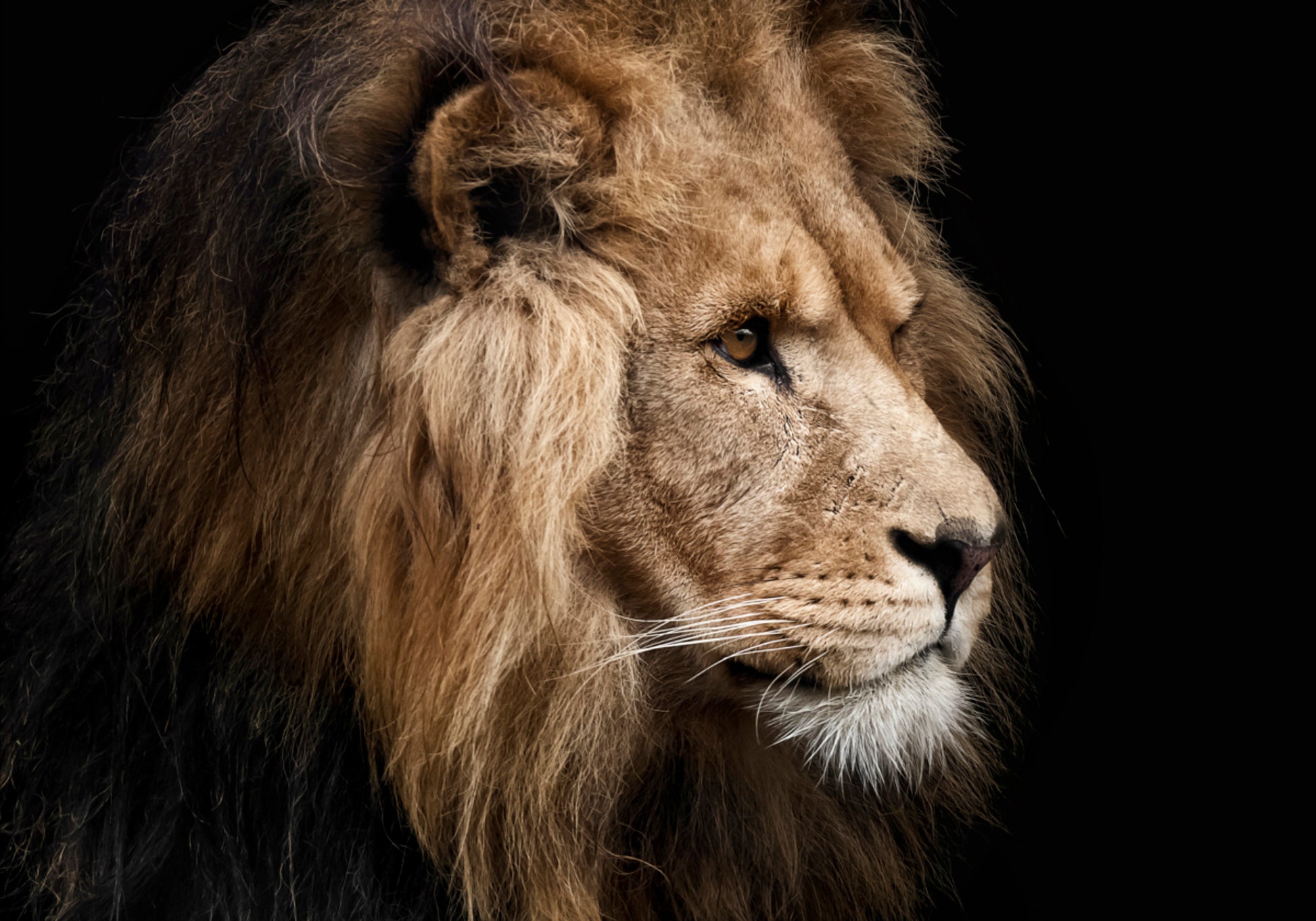 Perfil do Leão Majestoso