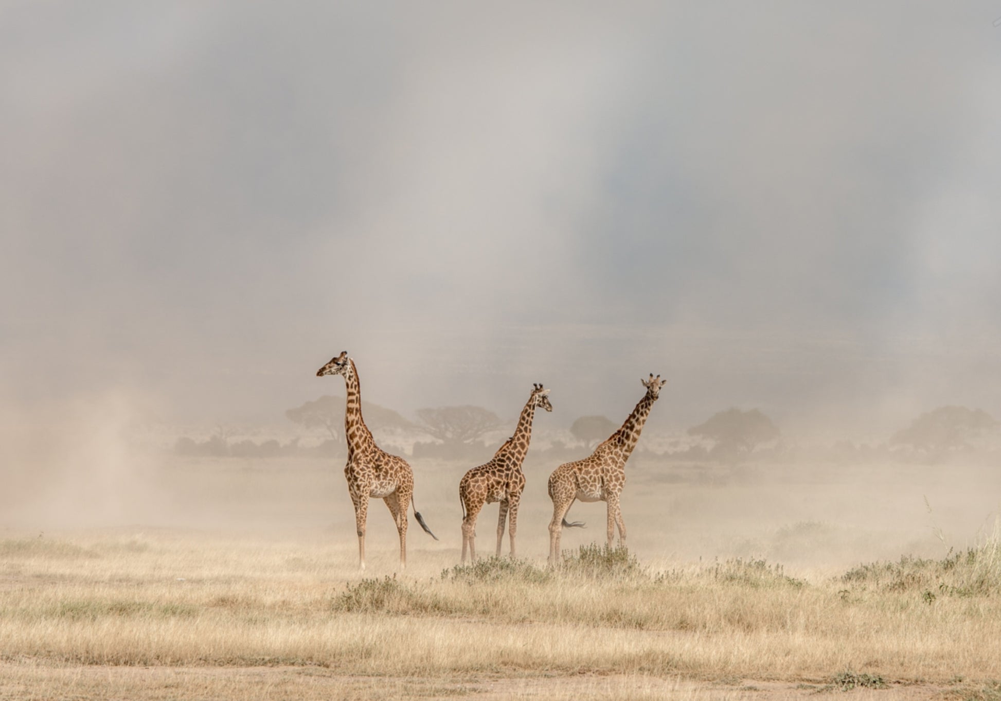 Girafas em Pó Dourado