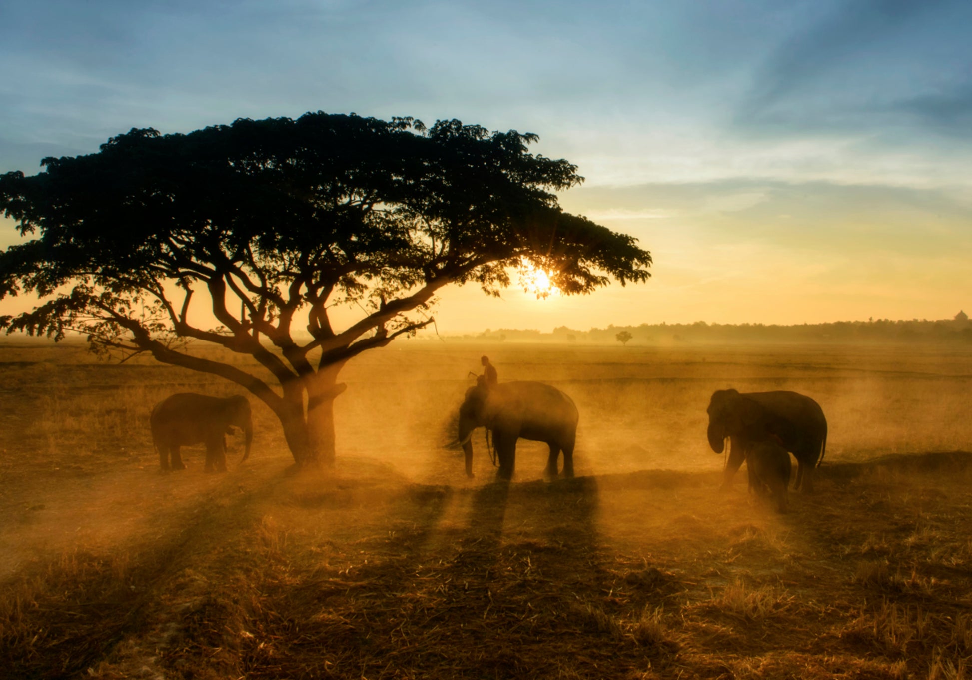 Pôr do sol dourado do elefante
