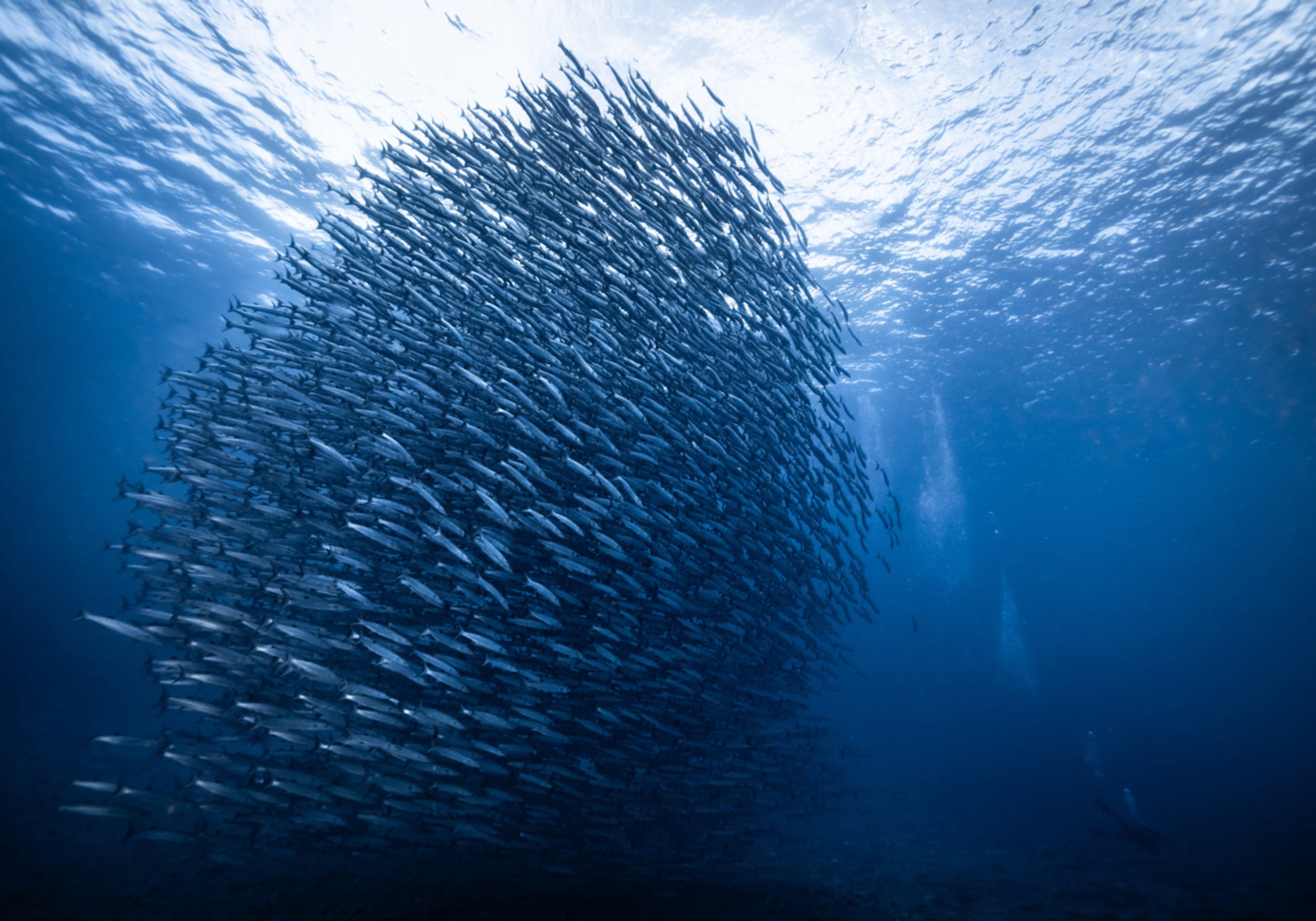 Escola de Peixe Azul Profundo