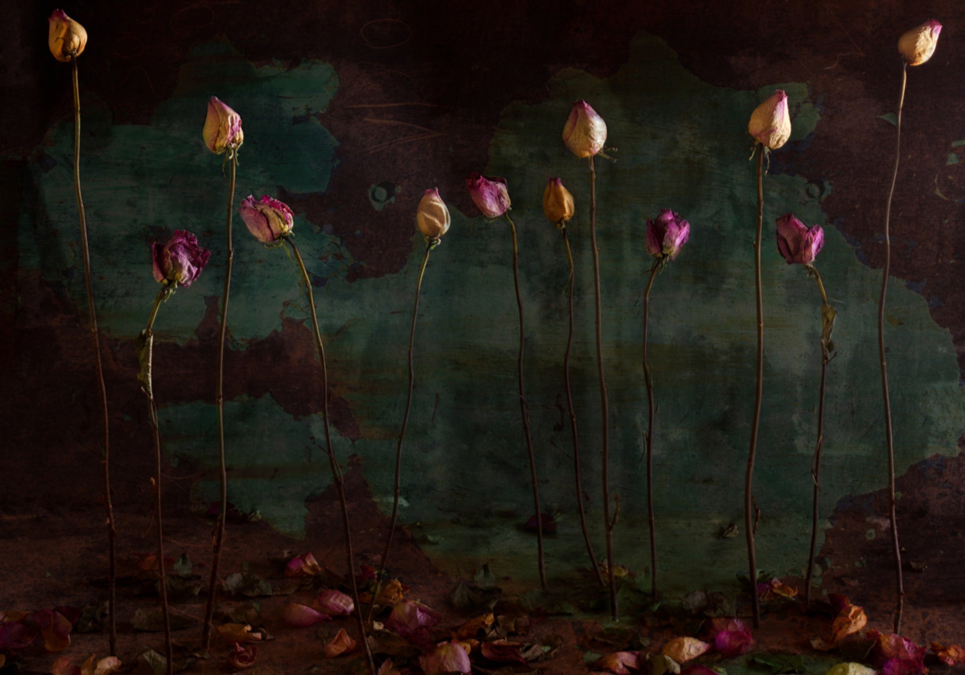 Rosas secas temperamentais