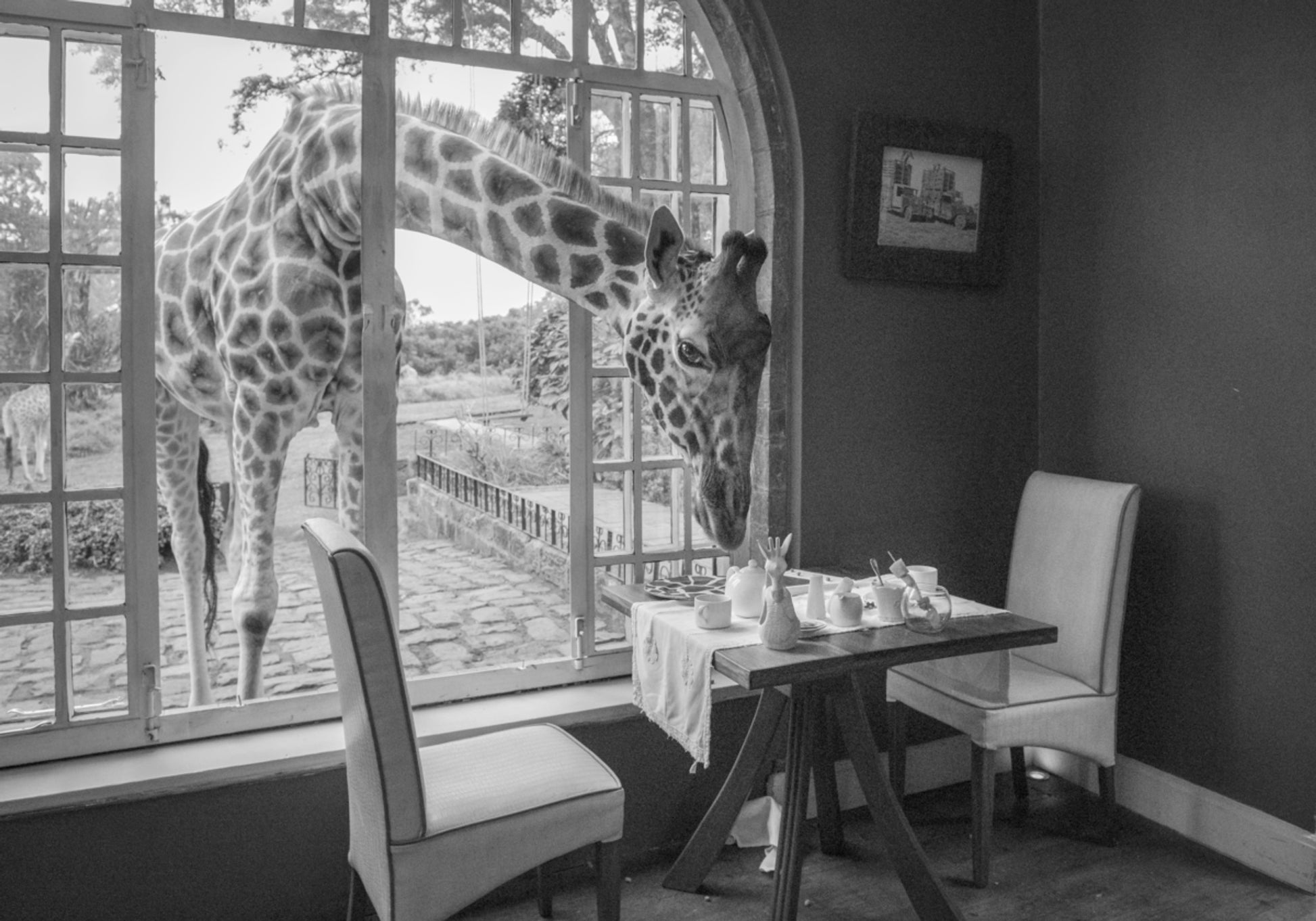 Convidado da Girafa da Manhã