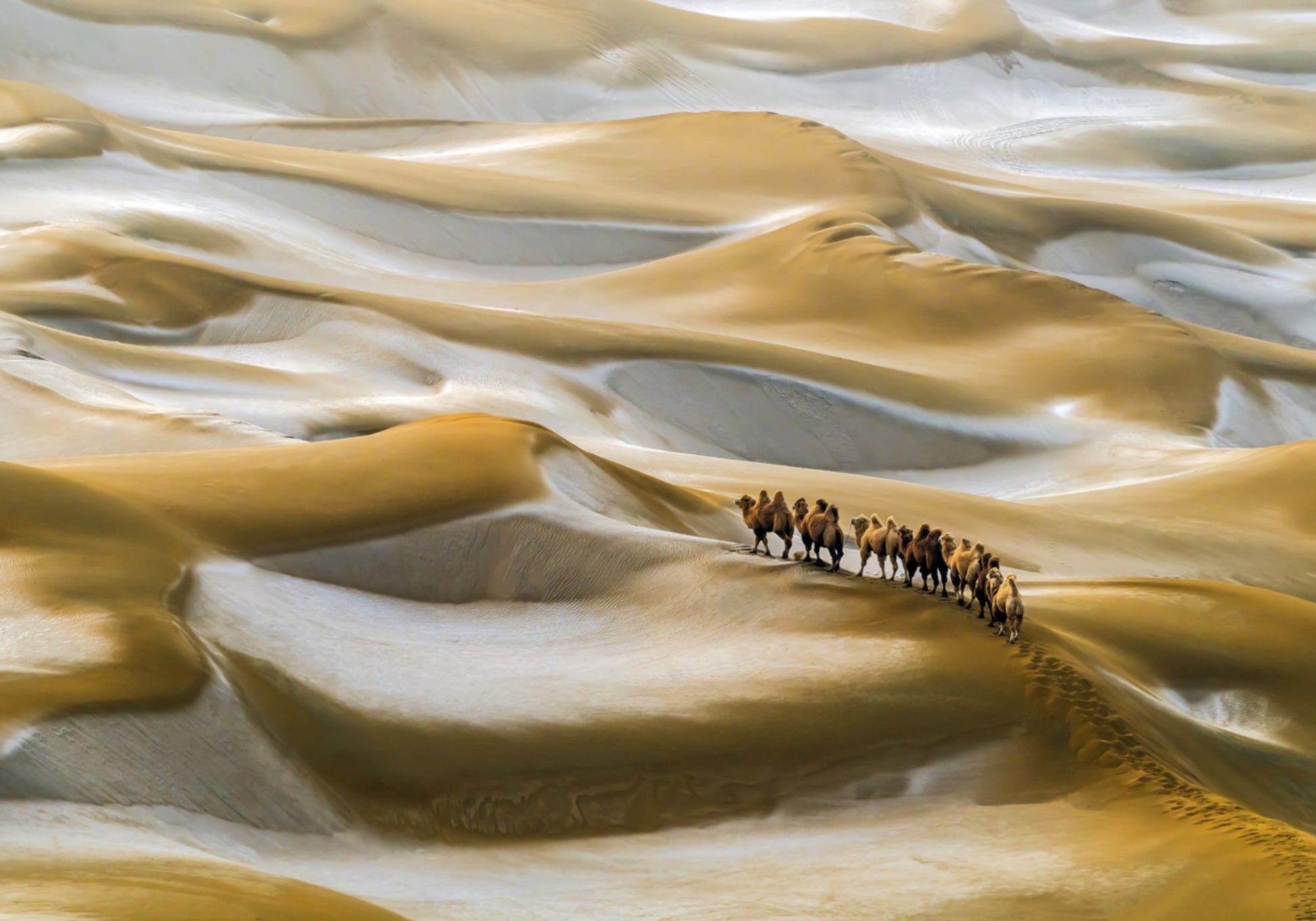 Caravana de Camelos no Deserto