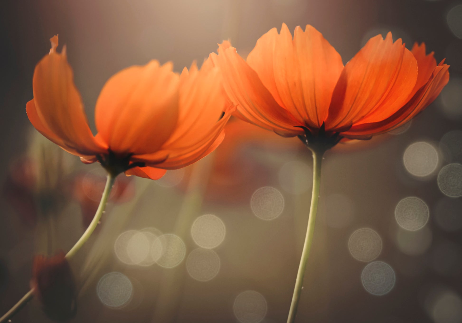 Flores brilhantes do cosmos