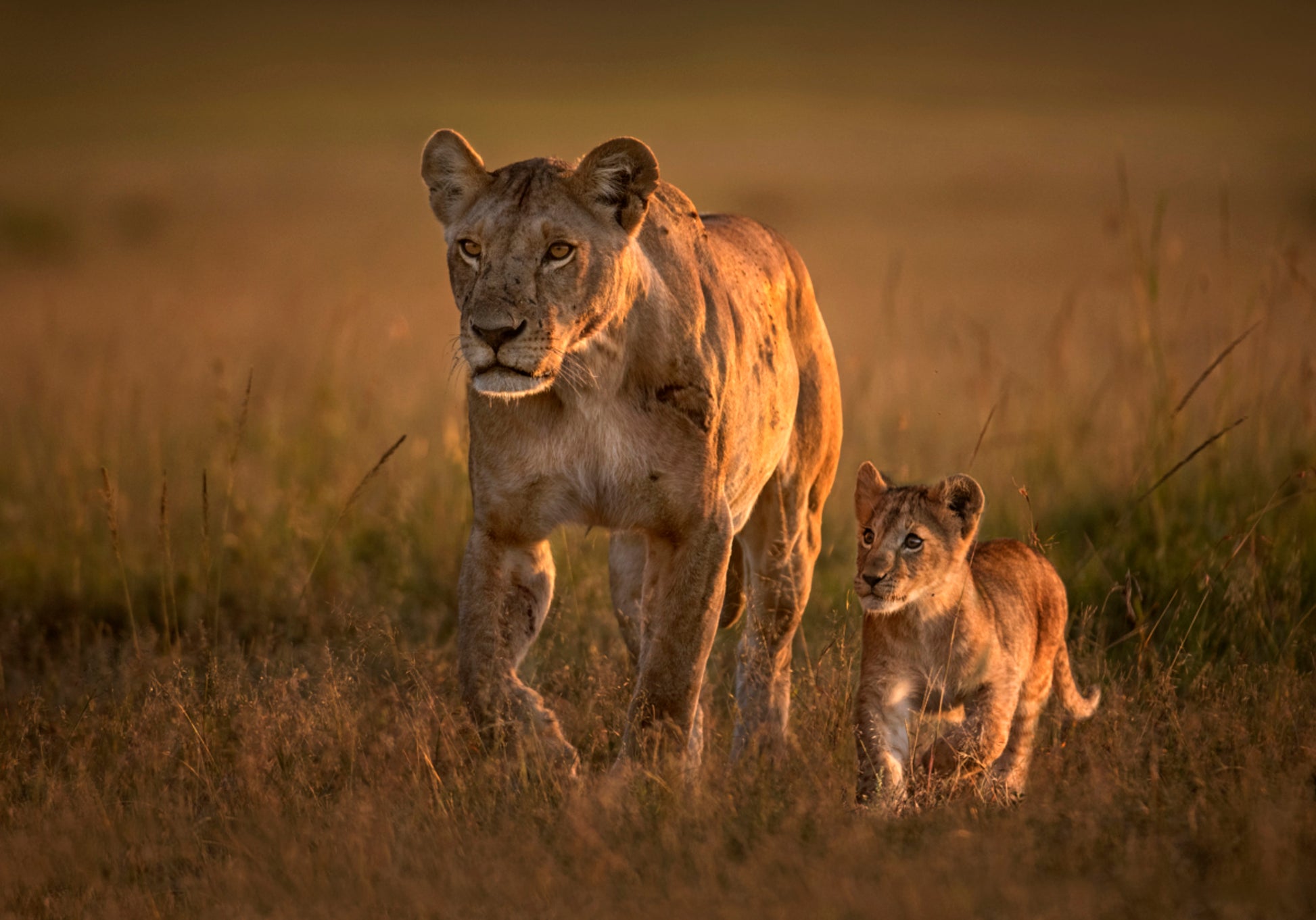 Família de Leões da Savana Dourada