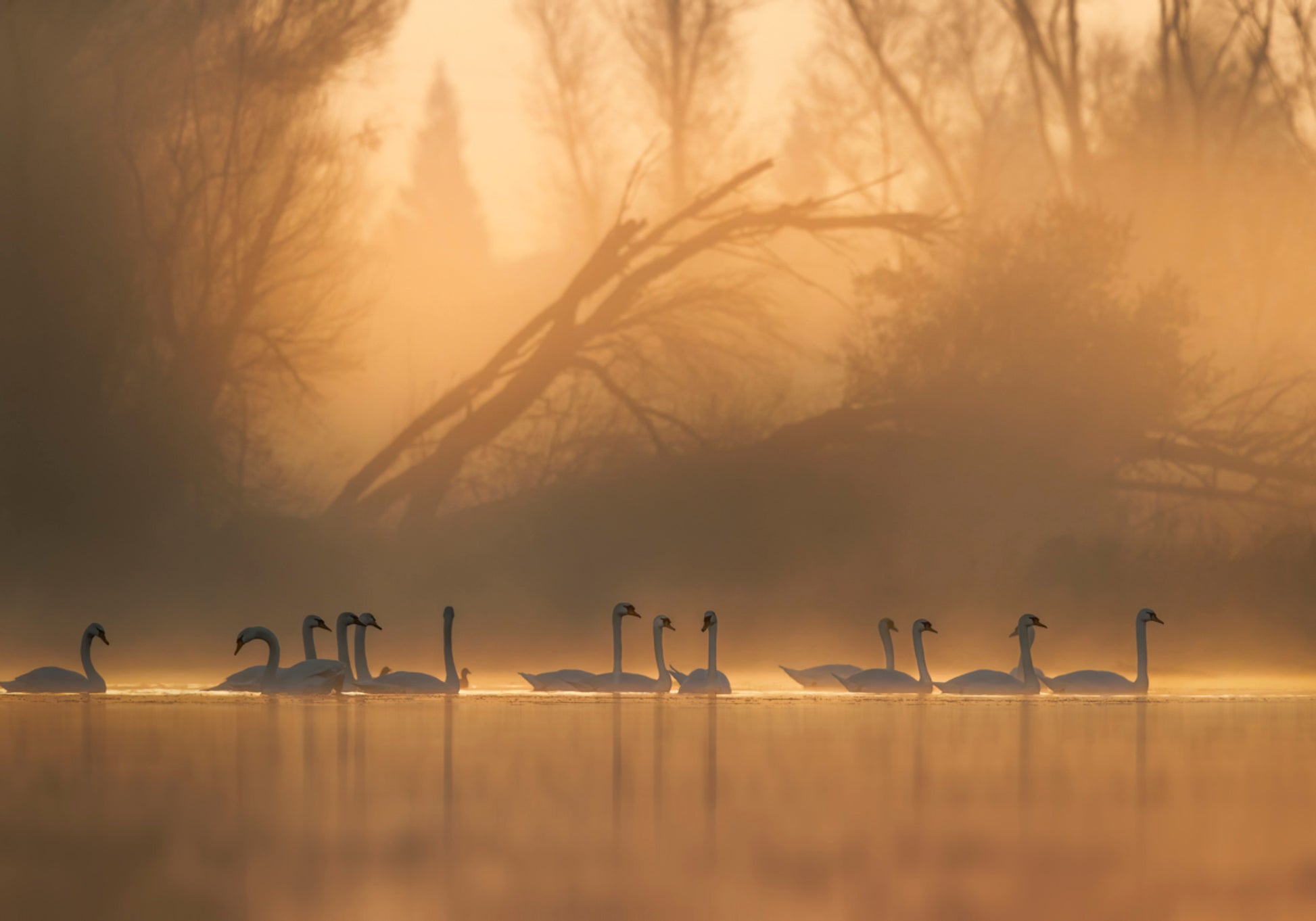 Cisnes na Névoa Dourada
