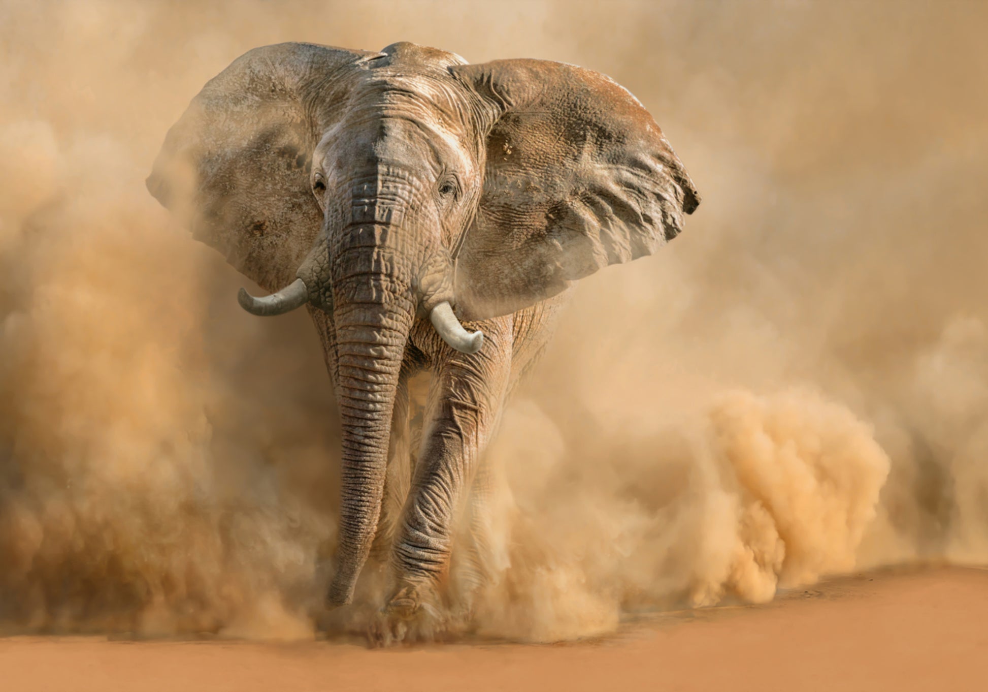 Nuvem de poeira majestosa de elefante