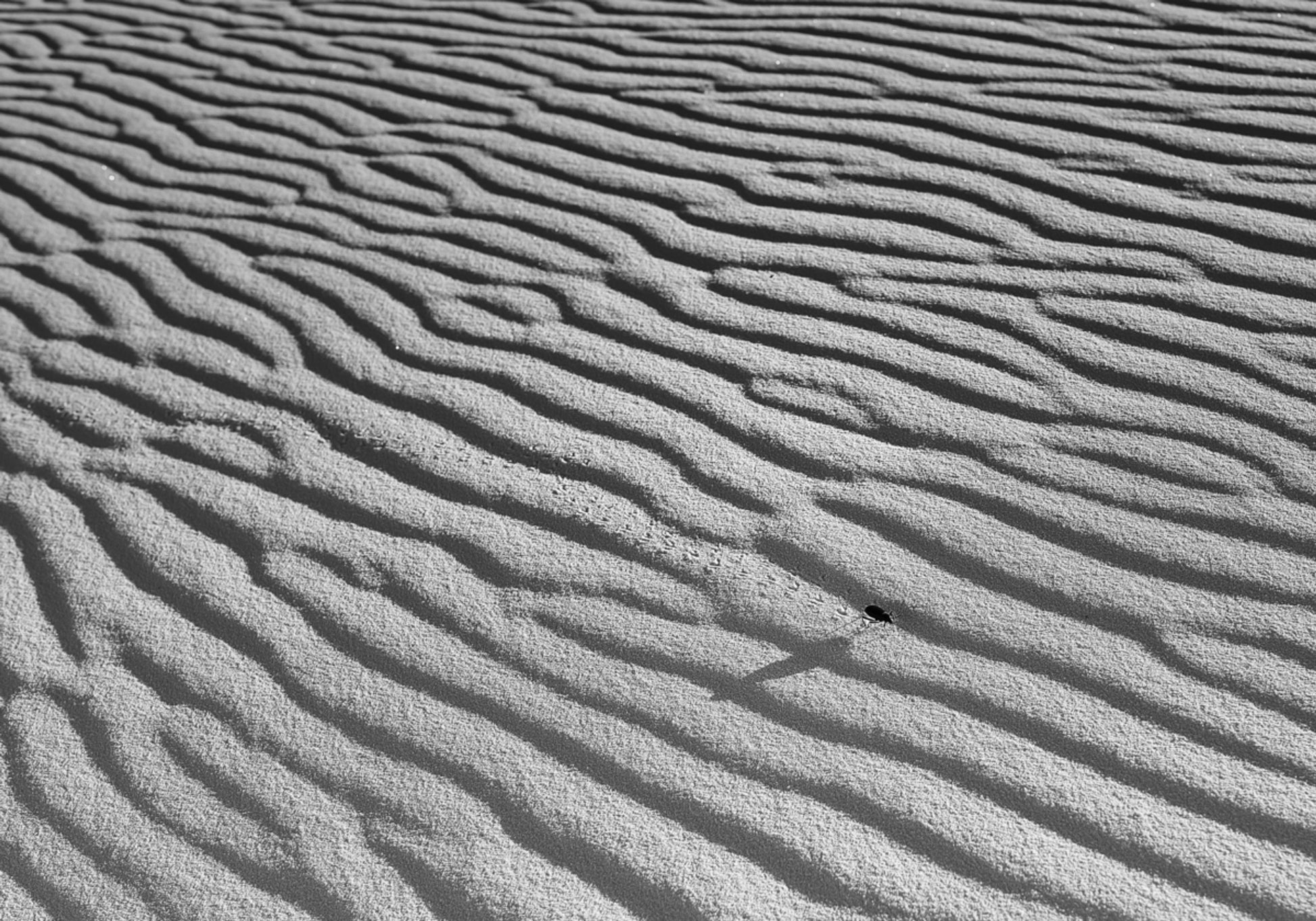 Areia Ondulada E Inseto