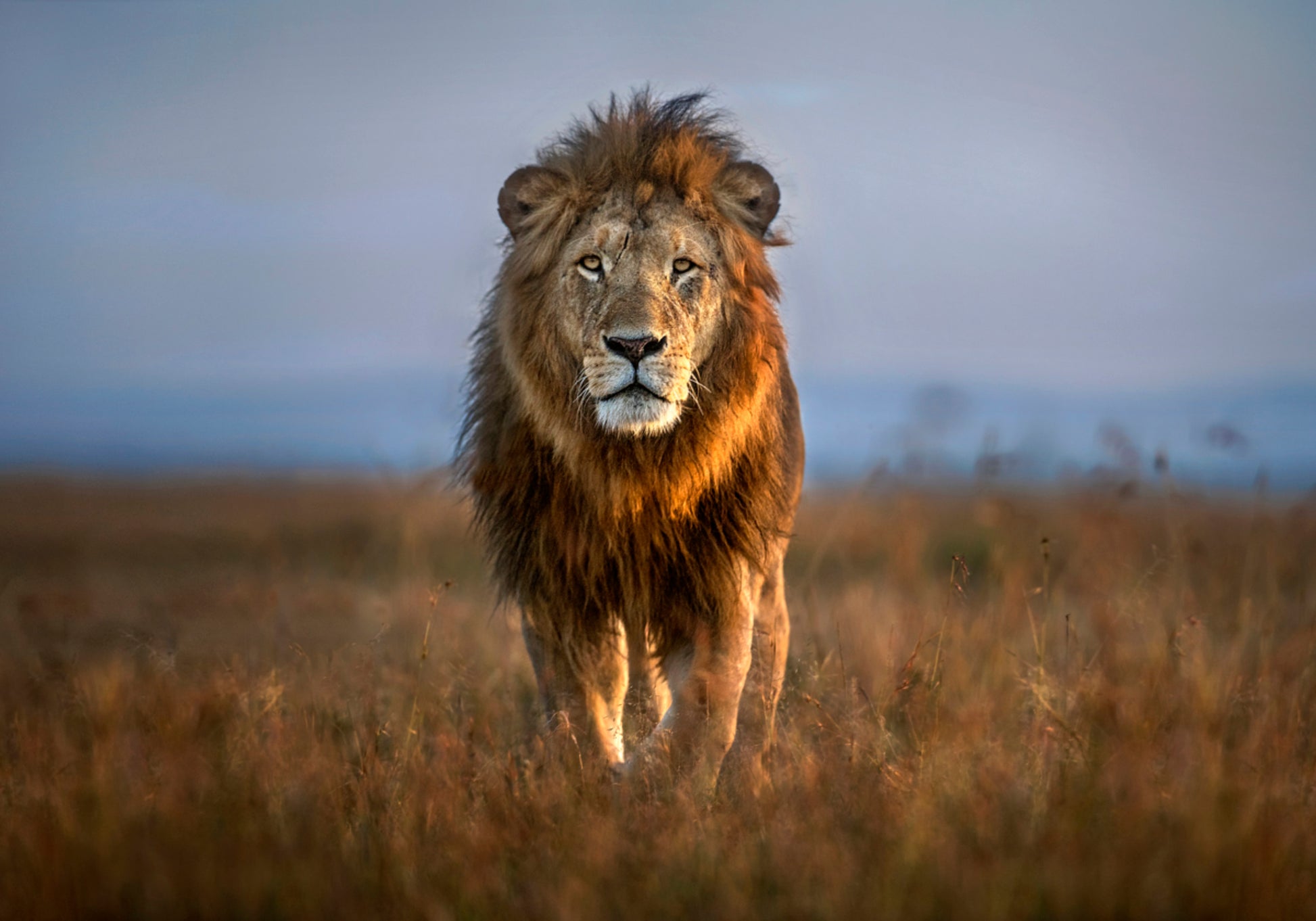 Majestoso Leão Africano