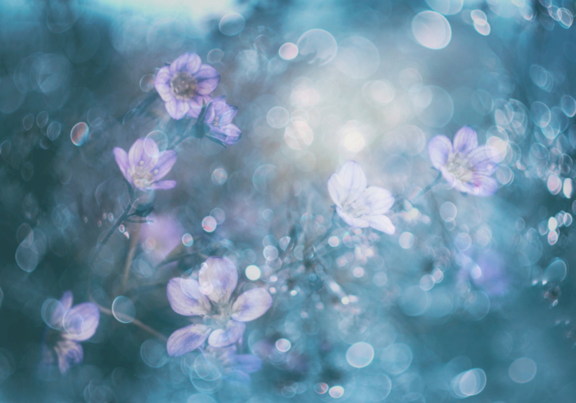 Flores Bokeh sonhadoras