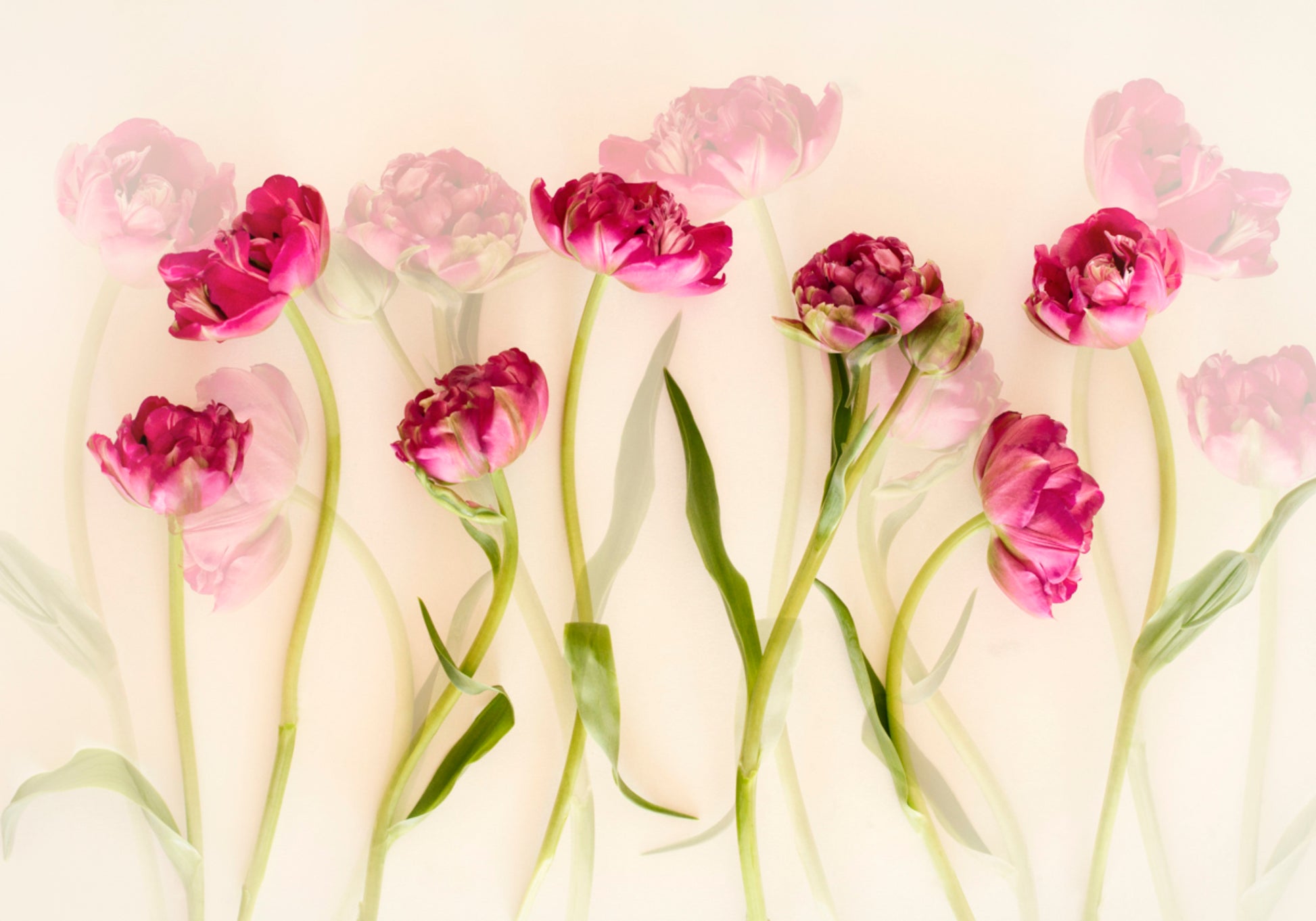 Tulipas rosa sonhadoras