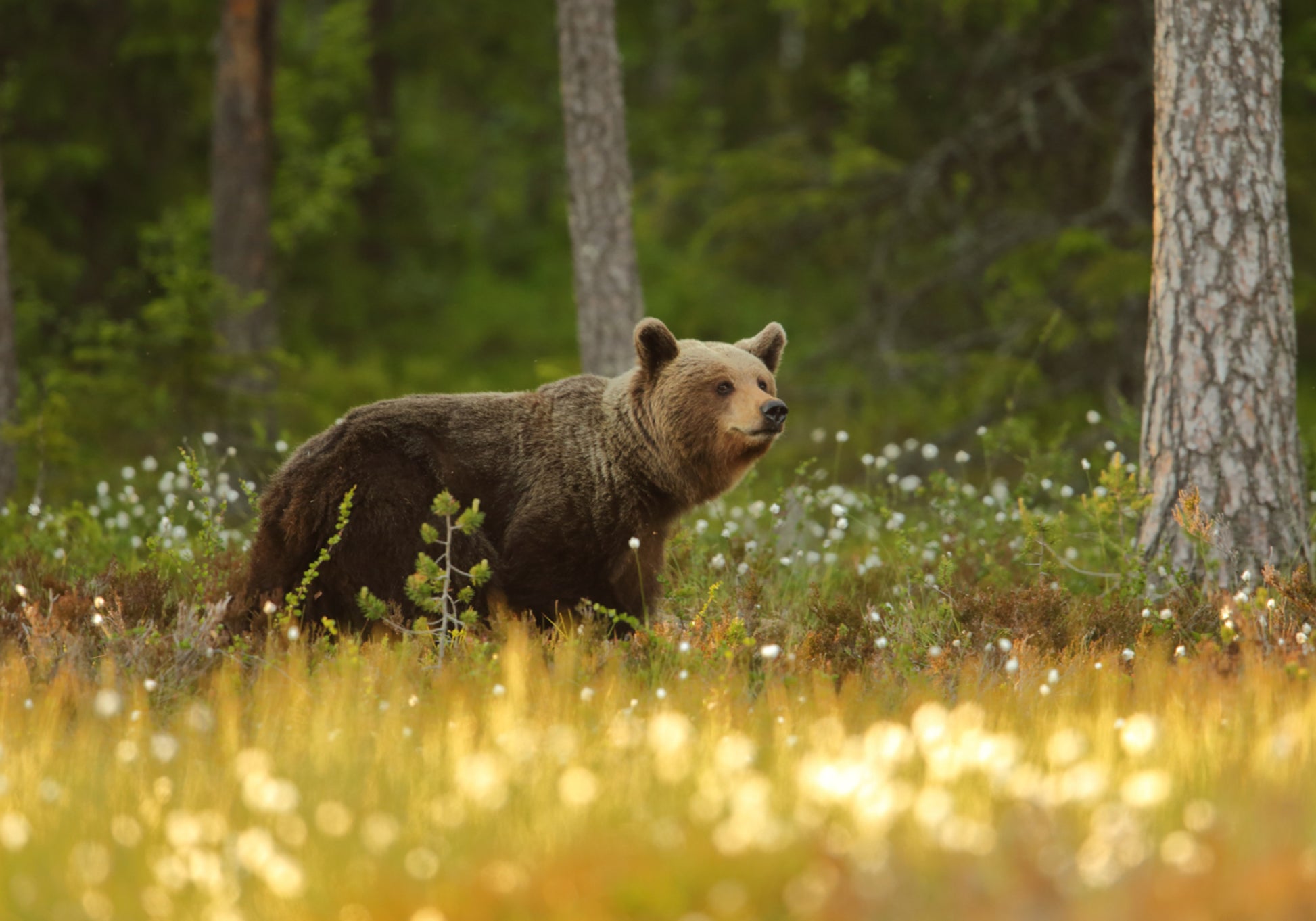 Urso Pardo Na Floresta