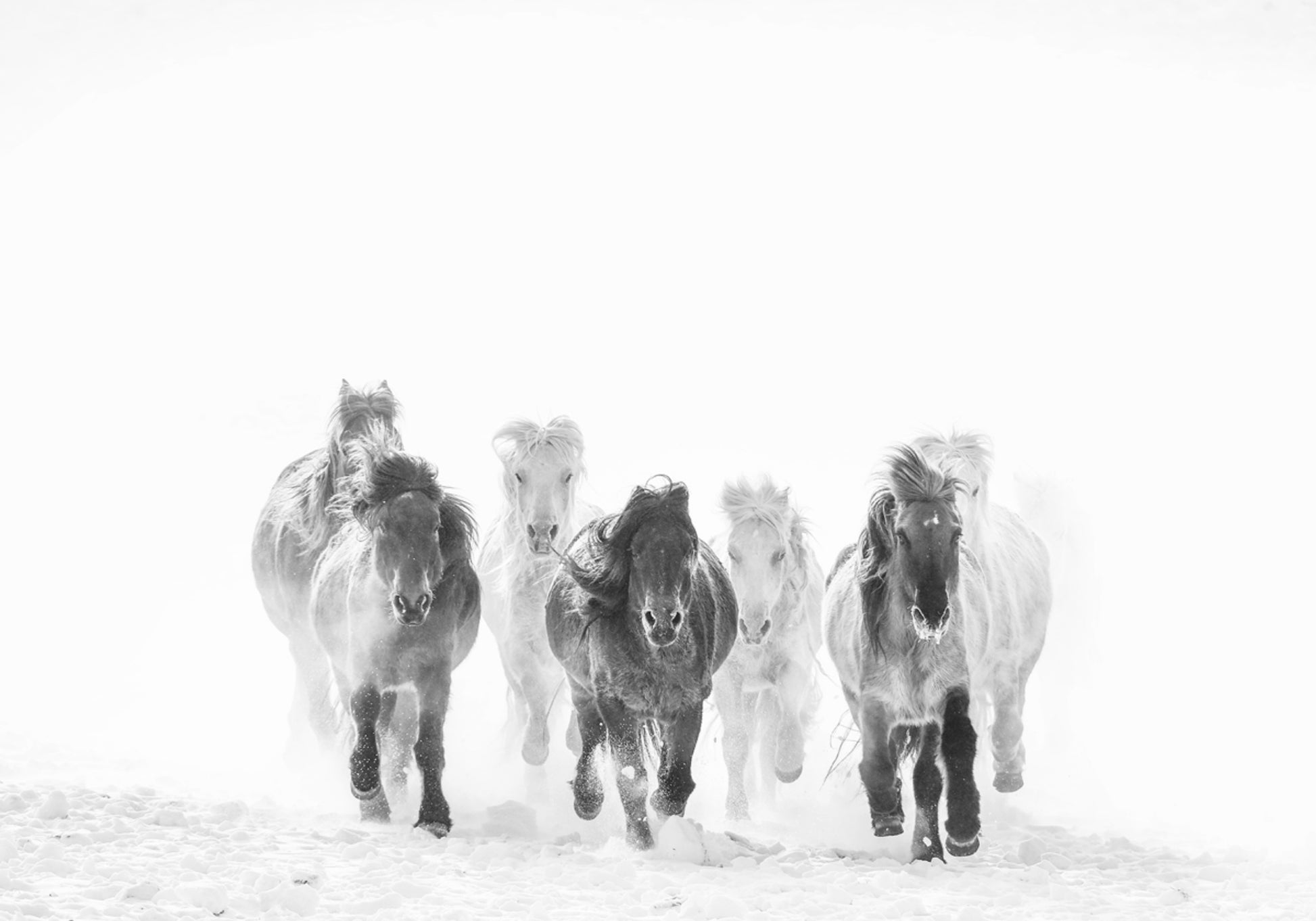 Majestosos cavalos de inverno