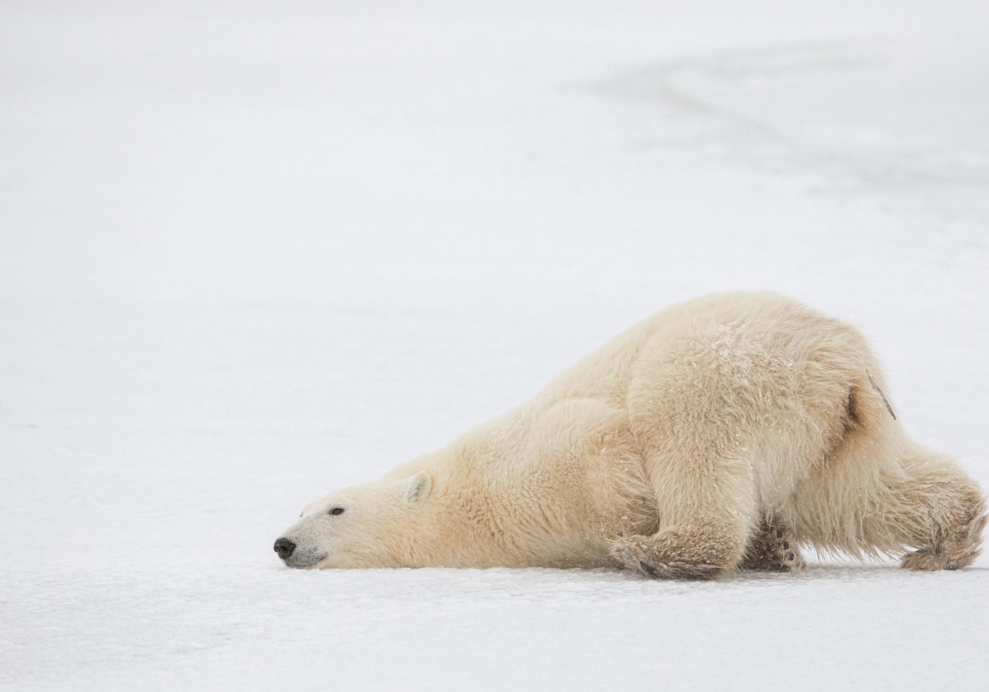 Soneca pacífica do urso polar