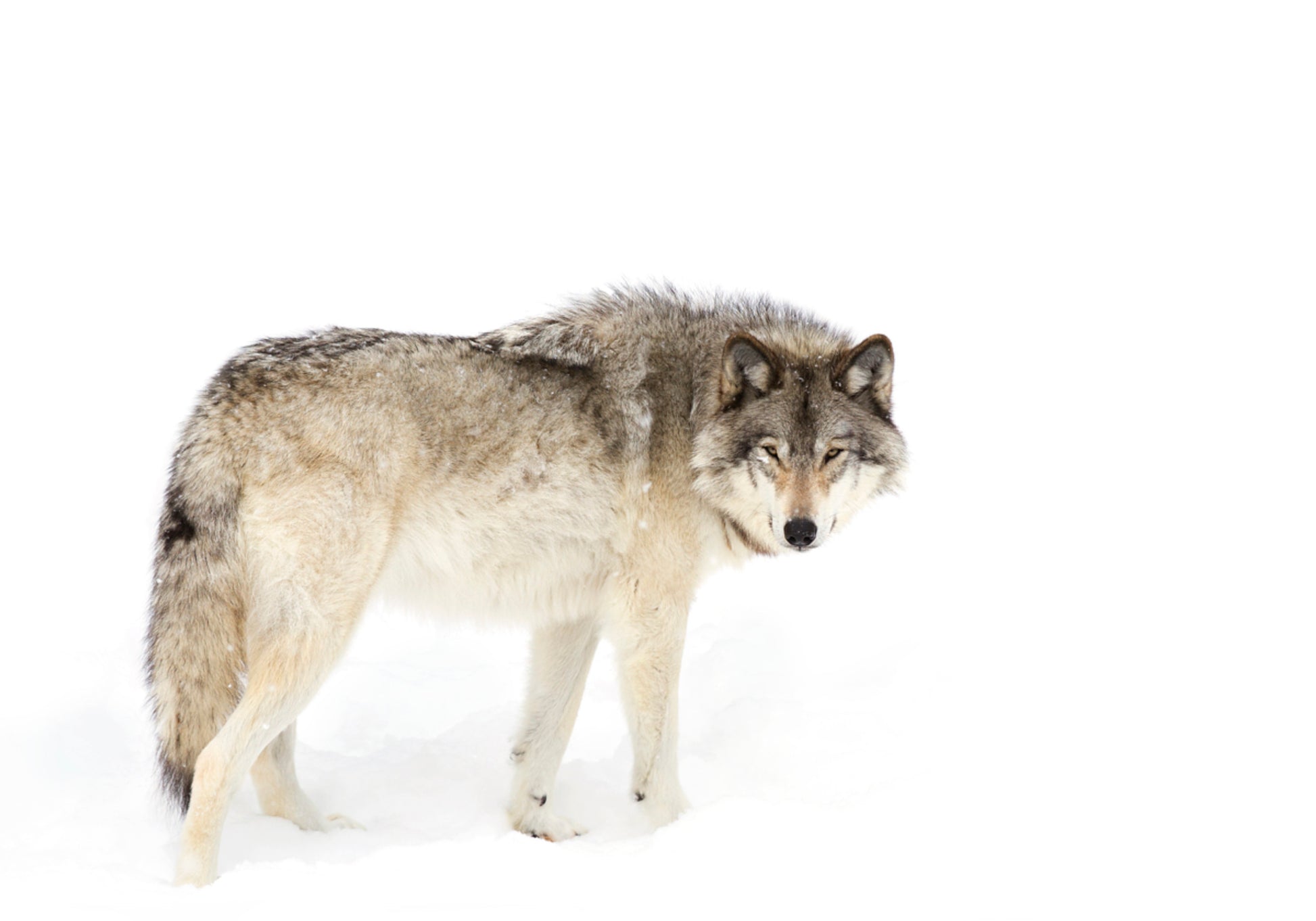 Lobo de inverno vigilante