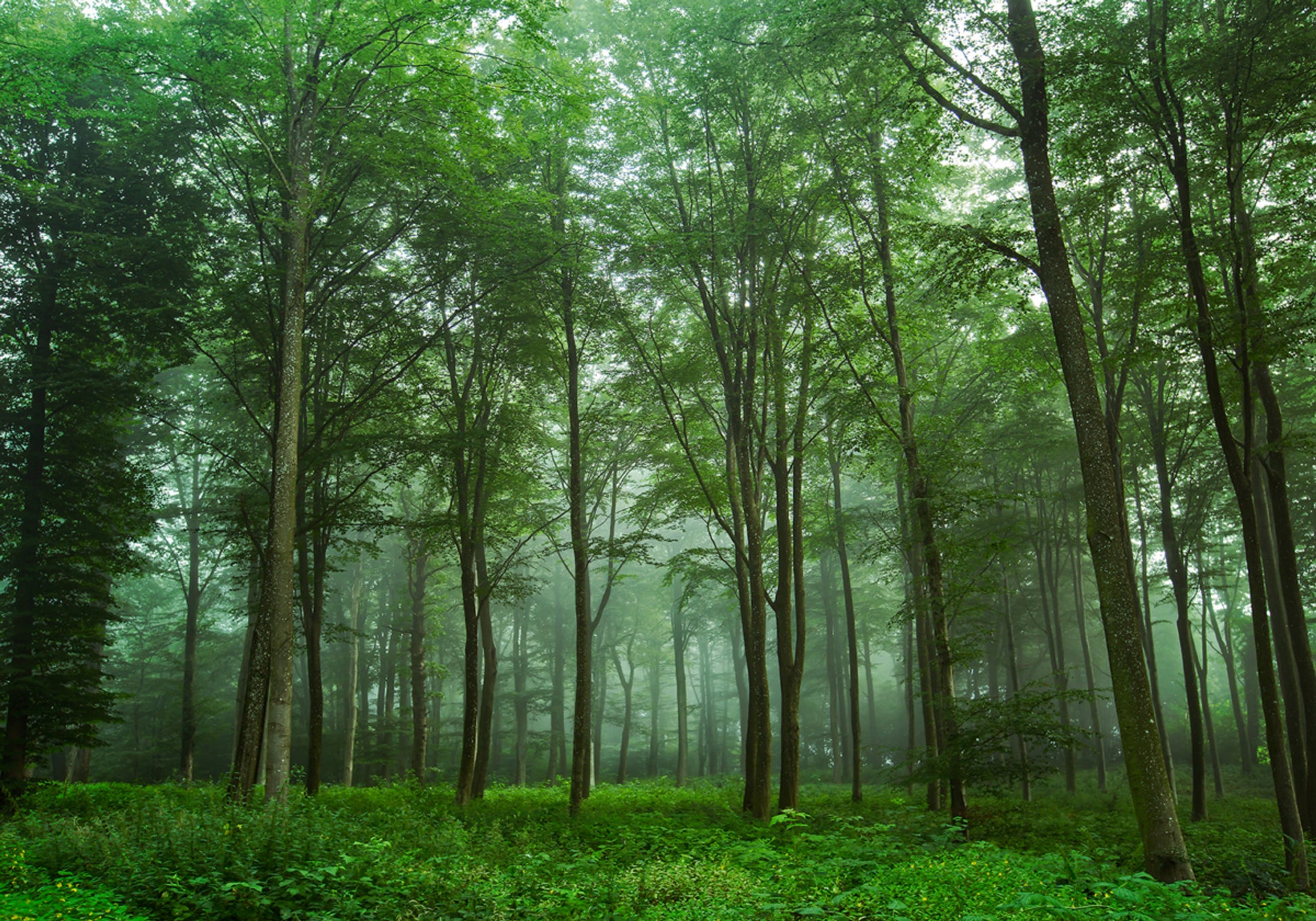 Névoa da Floresta Encantada