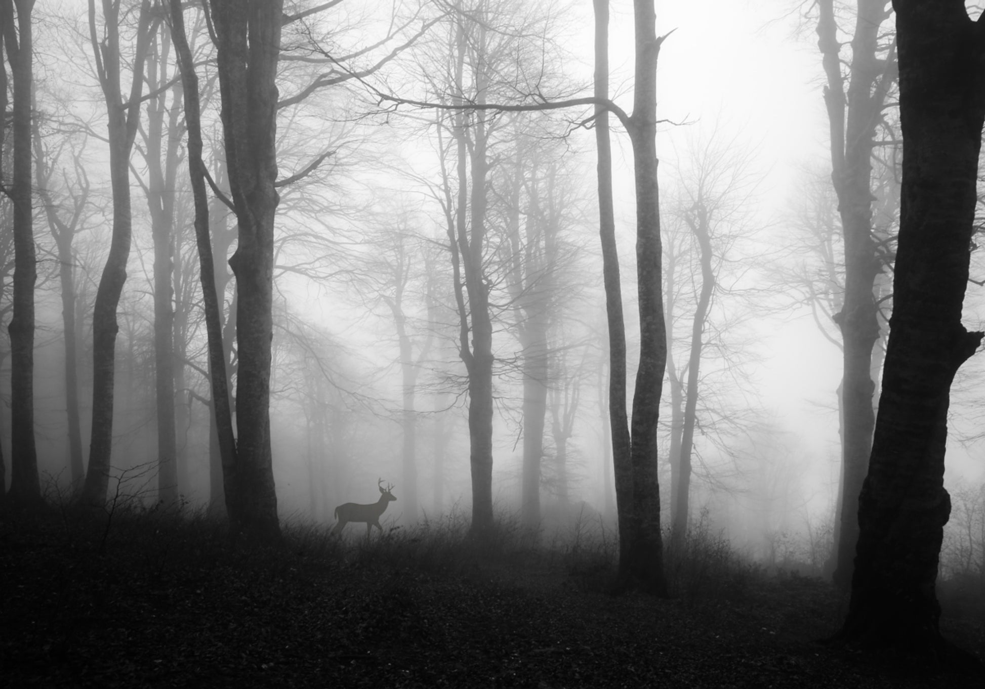 Cervo da Floresta Enevoada