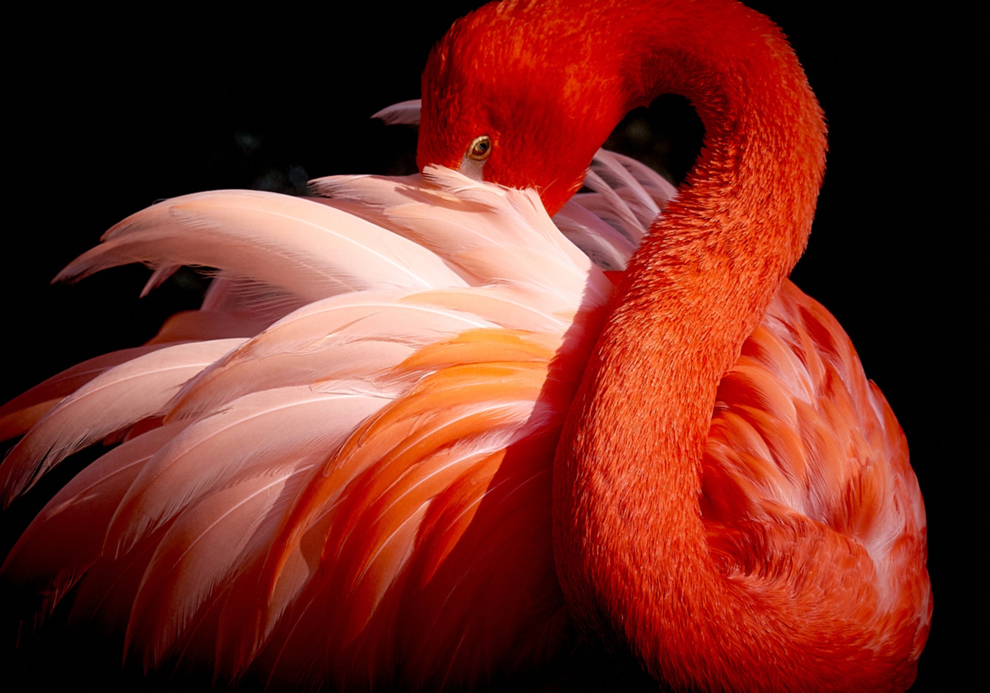 Flamingo Rosa Elegante