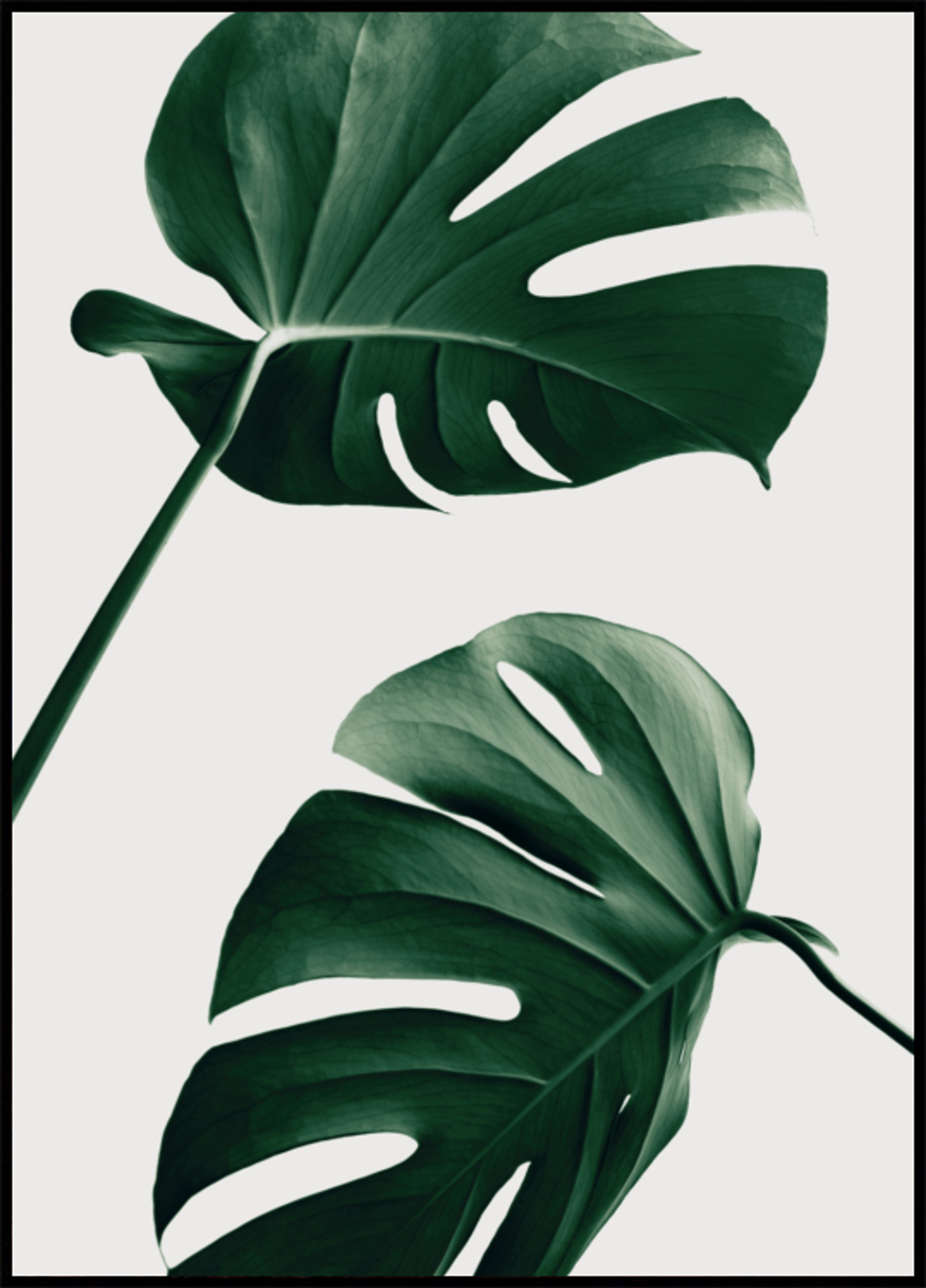 Folhas de Monstera Tropical