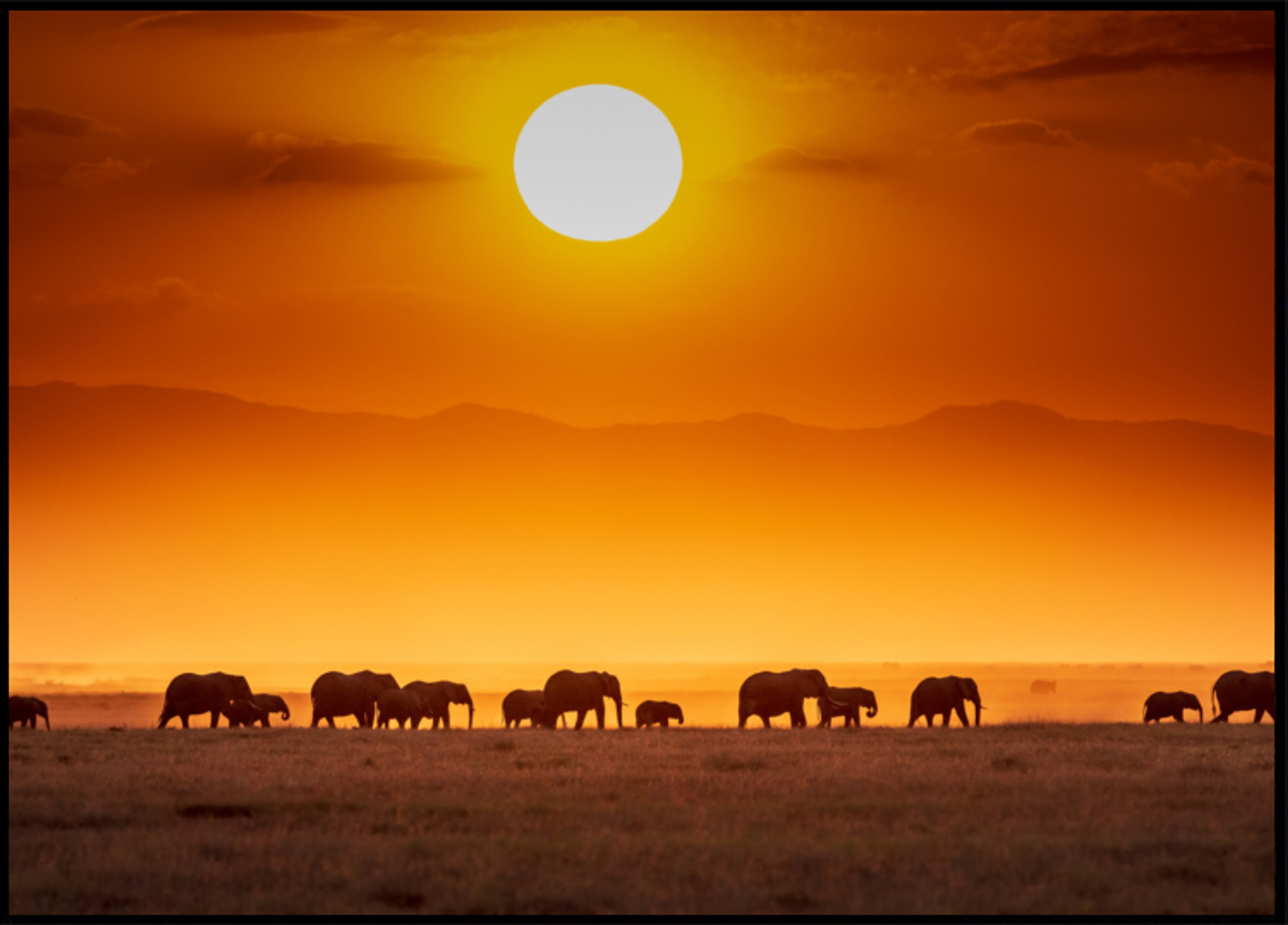 Elefantes do pôr do sol africanos